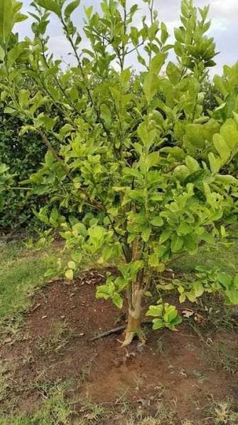 الطائف: رحلة مرتفعات الشفا